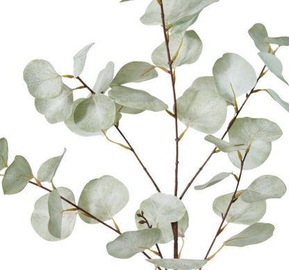 Eucalyptus Dollar Spray