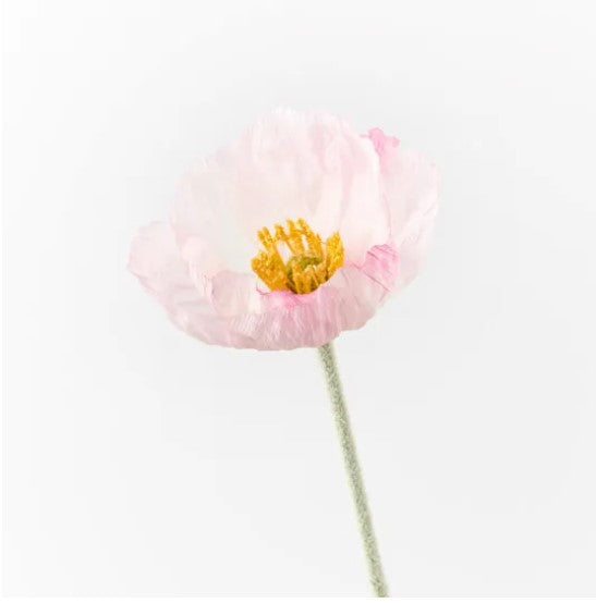 Poppy Iceland  - Light Pink