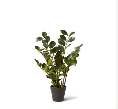 Zanzibar Plant-90cm
