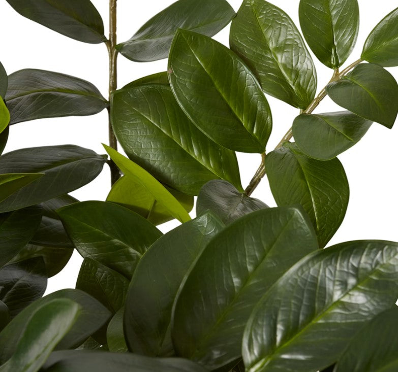 Zanzibar Plant-90cm